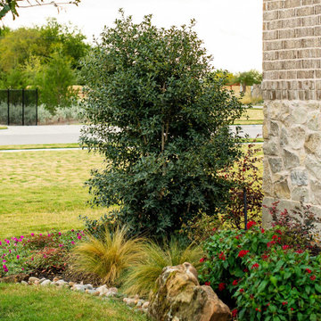 Evergreen Trees & Shrubs