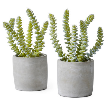 String Of Buttons Succulent In Grey Cement Pot, Set of 2,  4"