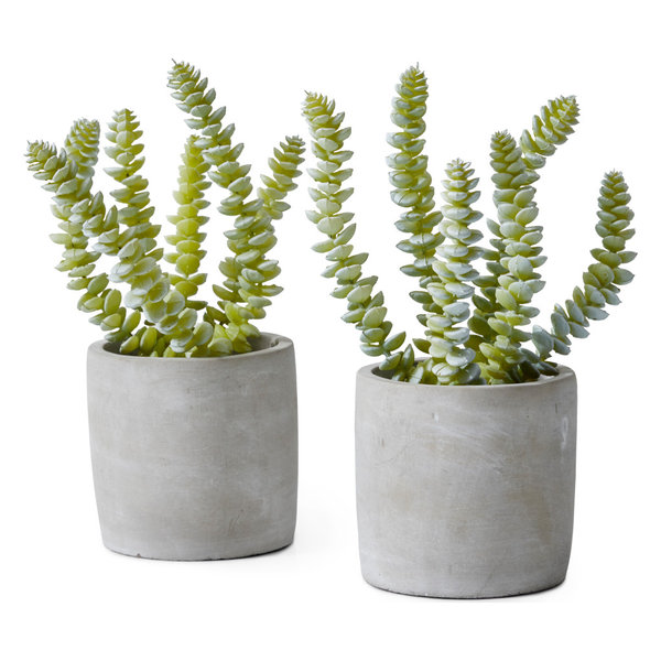 String Of Buttons Succulent In Grey Cement Pot, Set of 2,  4