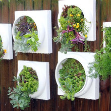 plants