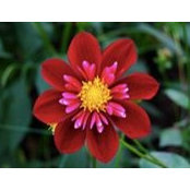 Norma Lilia Rubiano's photo
