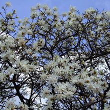 Spring Garden