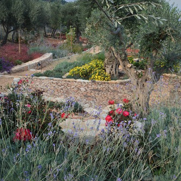 A garden with old olive trees