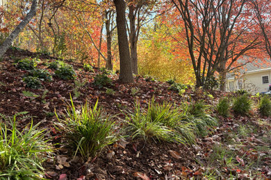 Design ideas for a large drought-tolerant and partial sun front yard landscaping in DC Metro for spring.