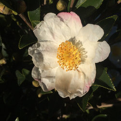 Current Featured Plants - Products