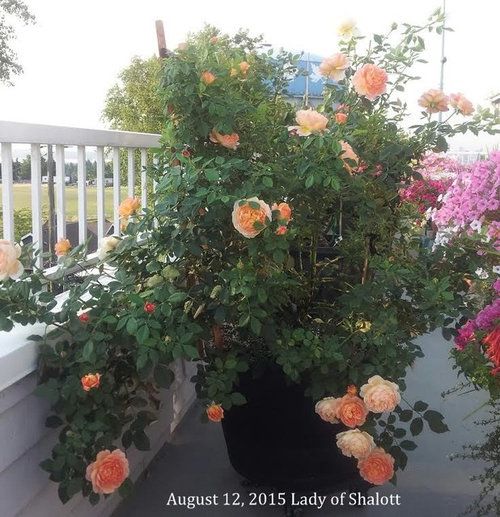 Lady of Shalott and roses took a long rest