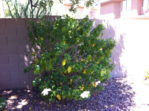 Should I prune my Leggy Hibiscus?