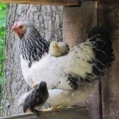 Denise Yantis's photo