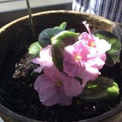 Dorrine LaBelle Provost's photo