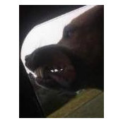 Diane Mullins's photo
