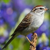 Rowena Calis's photo