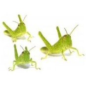 Sarah Truehart's photo