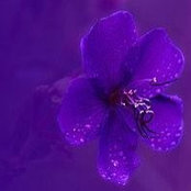 Chris Snyder Davis's photo