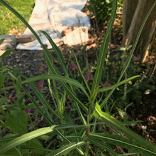 Spiny leaved