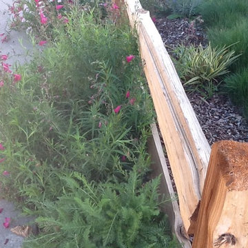 Convert lawn to low water plants with color and texture
