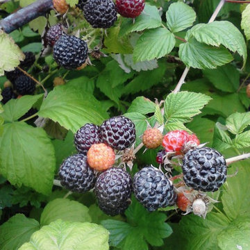 Permaculture/Farms