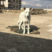 Foto di Sandy Faraj
