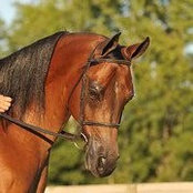 Foto von Summer Poupore