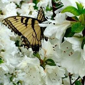 Janie Morehead's photo
