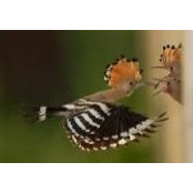 Nancy Bullard's photo