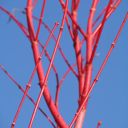 Jan 16th, 2013 018.JPG - Plants