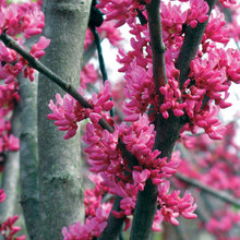 Landscape & Garden Tree & Plant Ideas