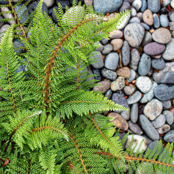 Richmond Asian-Inspired Garden