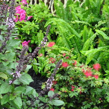 Bees Birds and Butterflies in Braeswood