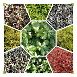 Plants - Products