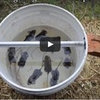 How to catch a lot of mice in one night