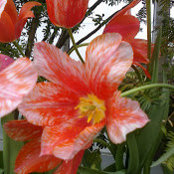 A CC's photo
