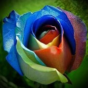 Cathy Lynch's photo