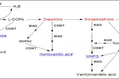 Catecholamines Analysis