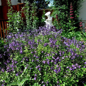 Lily's Rustic California Native Garden