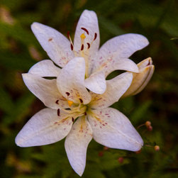 White Lily Starburst - Artwork
