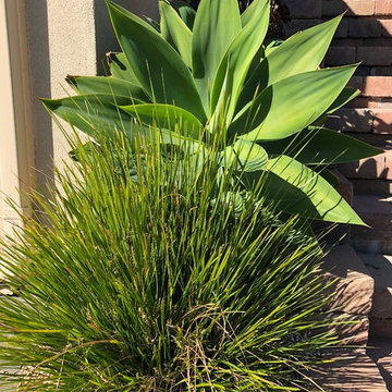 Oakland Succulent Slope Garden