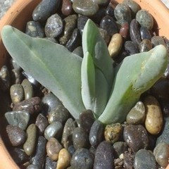 Covering soil of indoor plants with rocks or gravel? OK or not OK? | Houzz  Forum