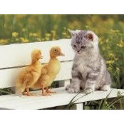Dalia Ibrahim's photo