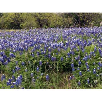 A pretty field of bluebonnets near Marble Falls  TX Poster Print by Carol
