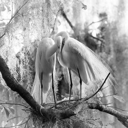 "Intertwined" - Great Egrets Bird Photograph - Photographs