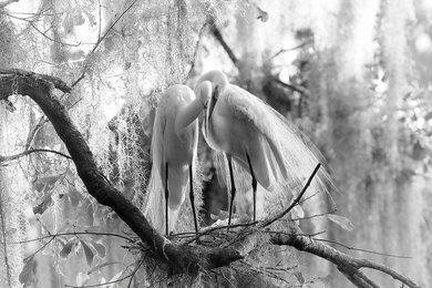 "Intertwined" - Great Egrets Bird Photograph