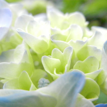 White Garden