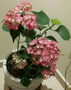 Which hydrangea do I have and can it be grown indoors where I live? | Houzz  Forum