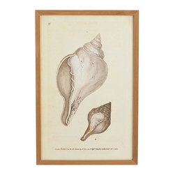 Shell Wall Art - White Volute - Artwork
