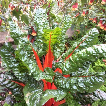 A Gardeners Garden in Orinda