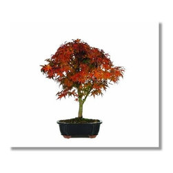 12 Year Japanese Maple Bonsai Tree - Area Rugs
