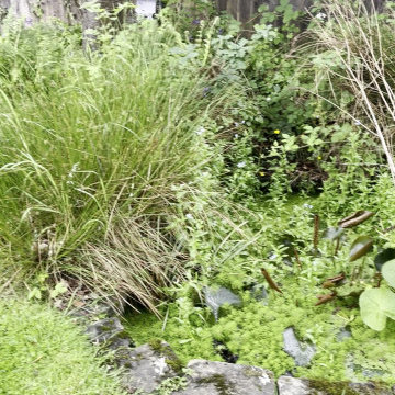 existing overgrown pond