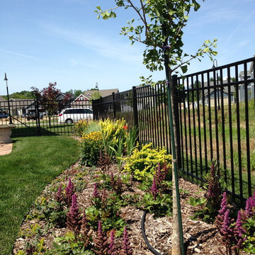 This Ginkgo will provide light shade for these astilbes in years to come