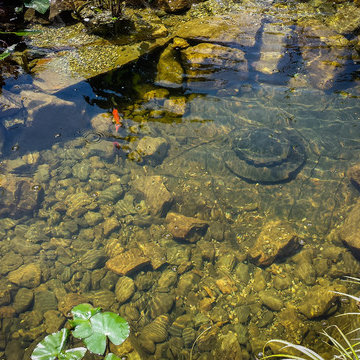 Random Ponds