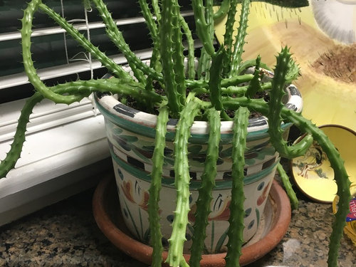 Need help with name of trailing succulent